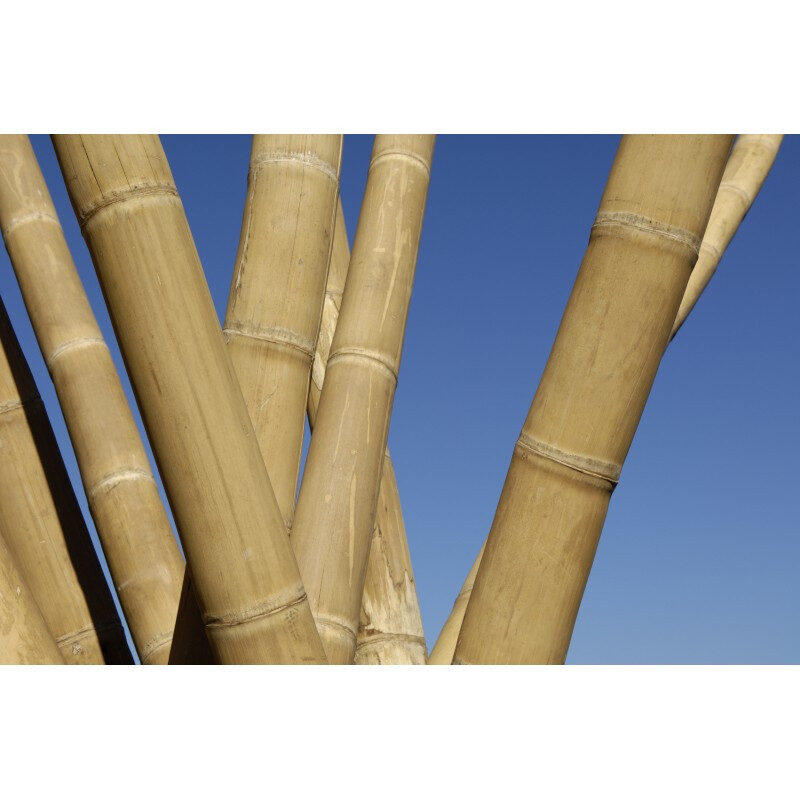 Showood - Ιστός Bamboo